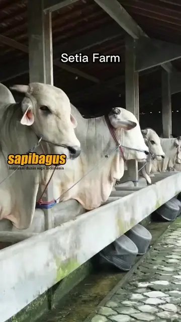 Setia-Farm